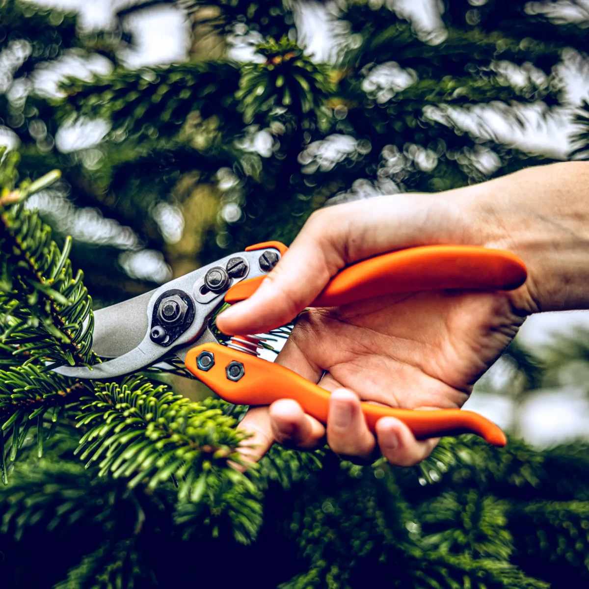 Löwe 11 Precision Clean Cut