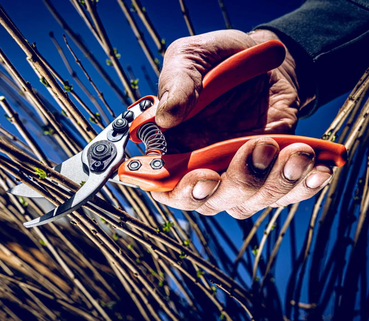 Löwe 11 Precision Clean Cut za žene