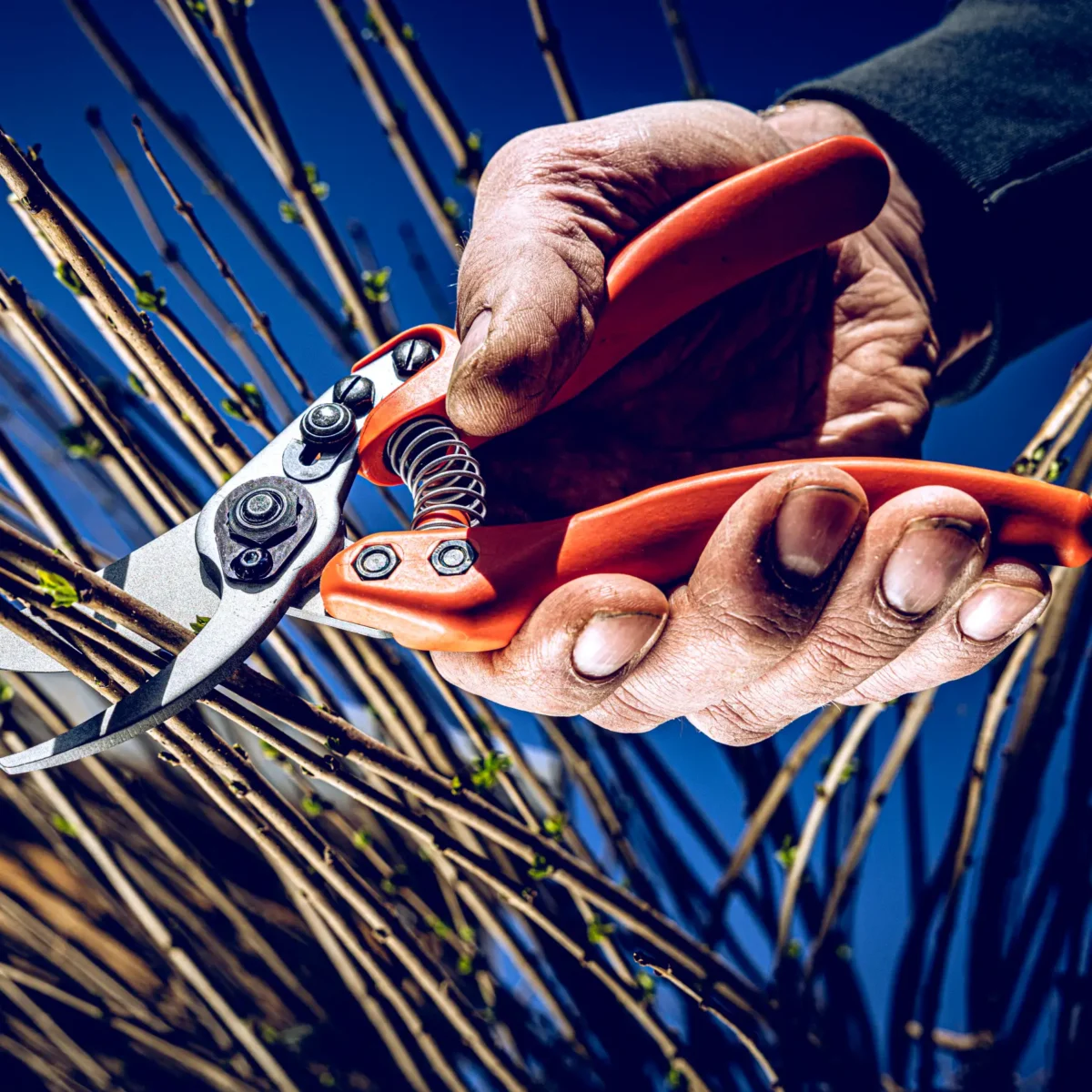 Löwe 11 Precision Clean Cut za žene