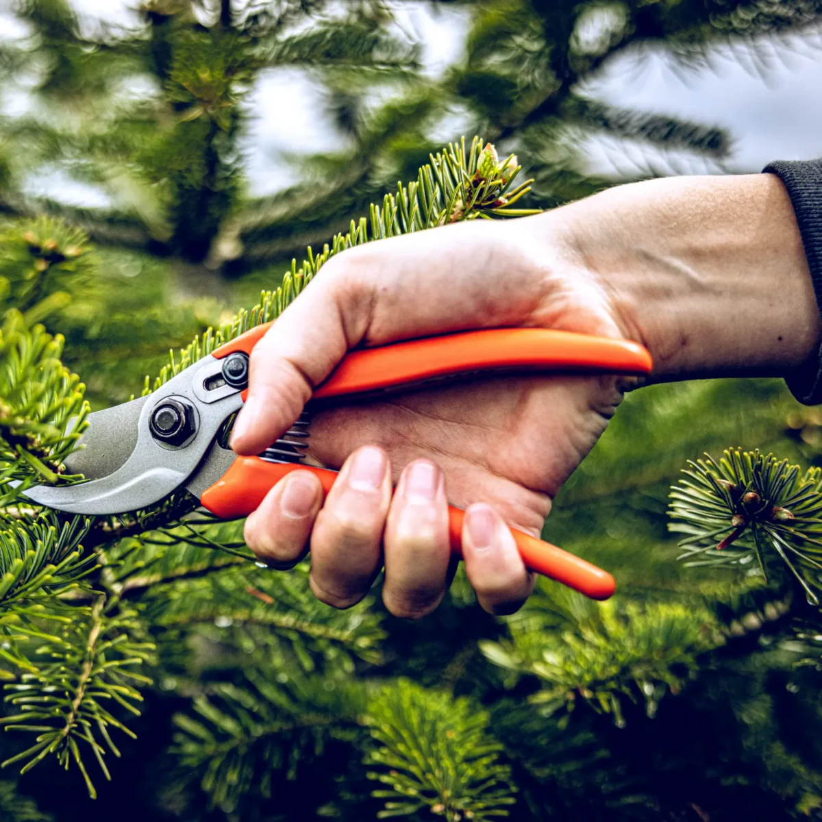 Löwe 14.104 Economic Clean Cut vrtne škare