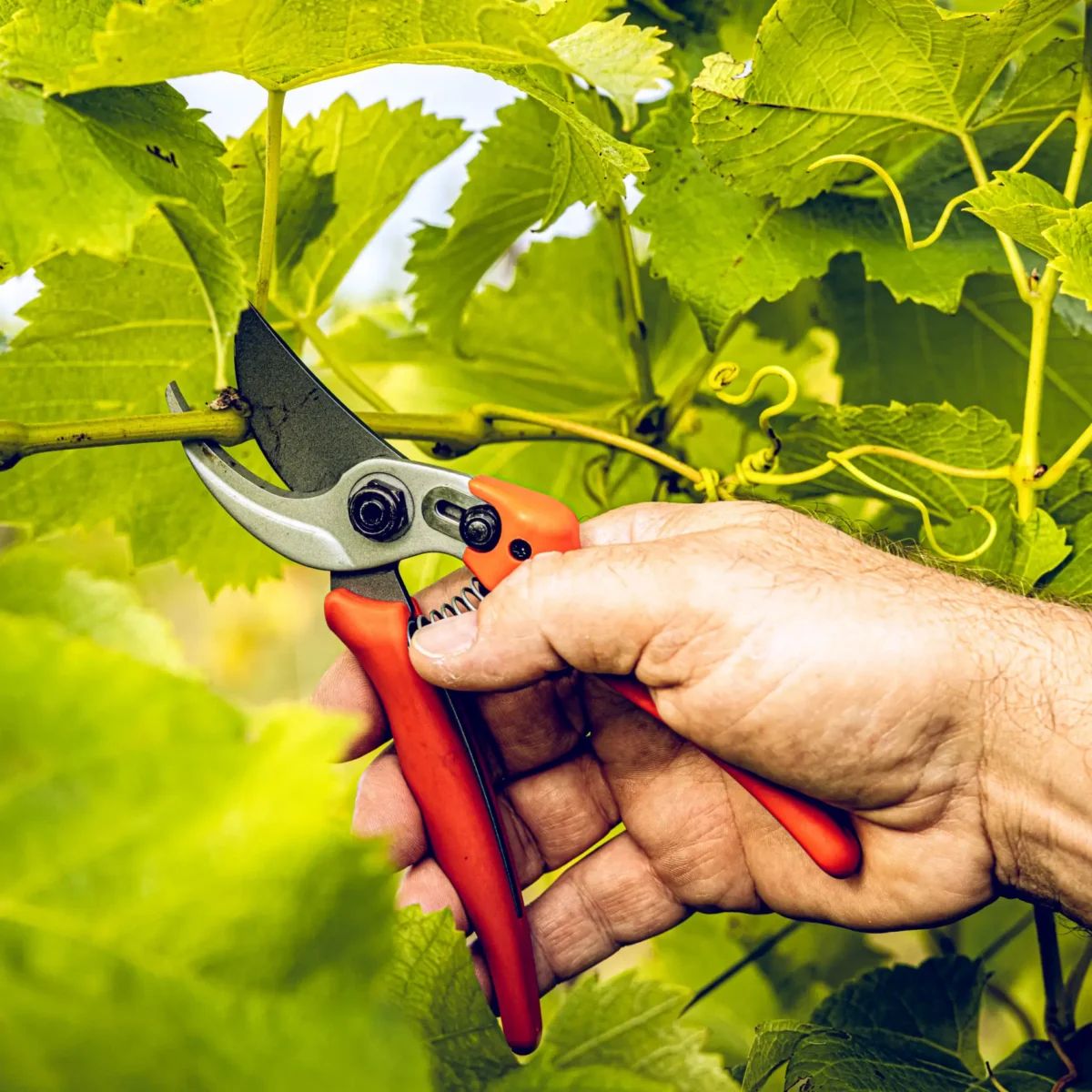 Löwe 14.104 Economic Clean Cut vrtne škare