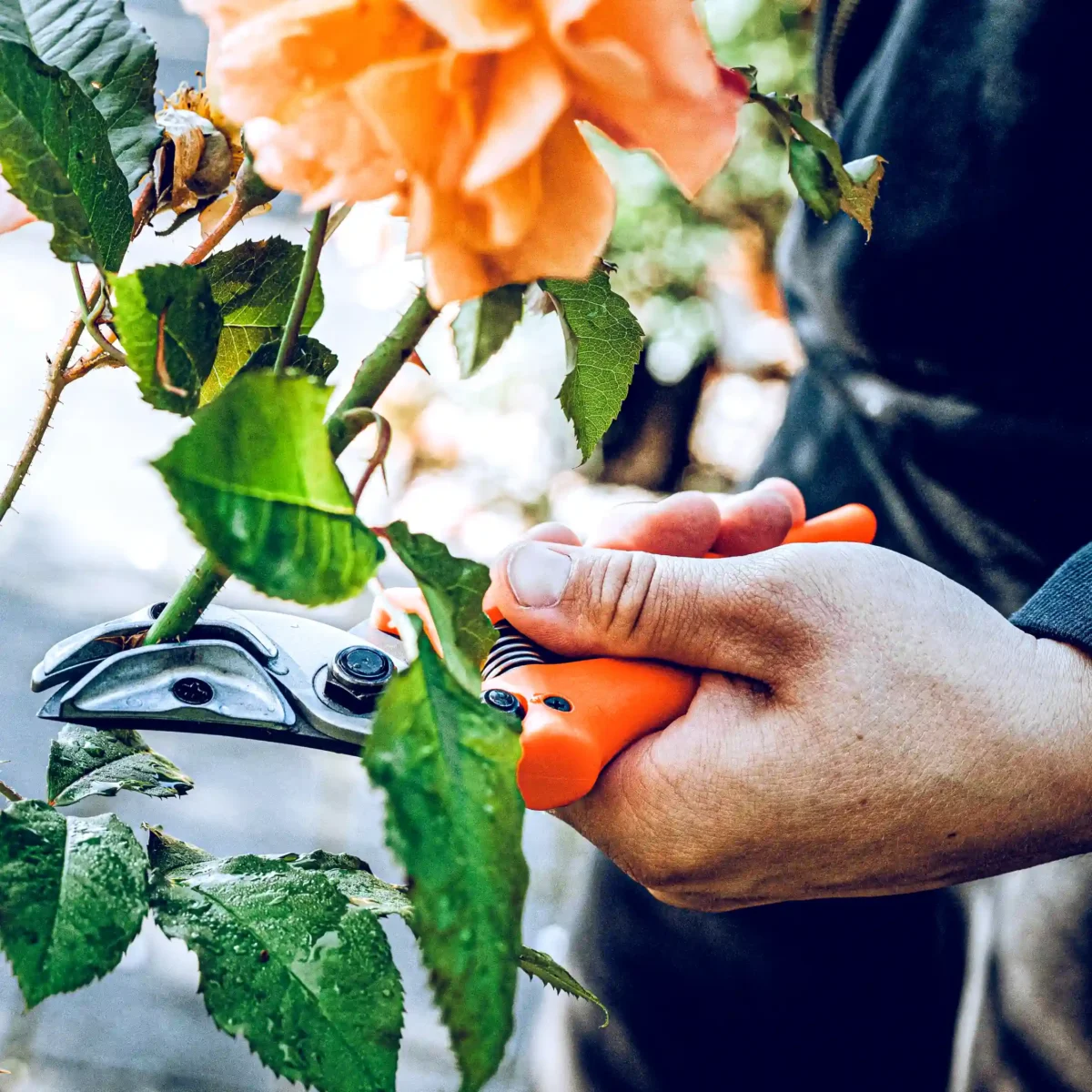 Originalne Löwe škare za predstavljanje ruža